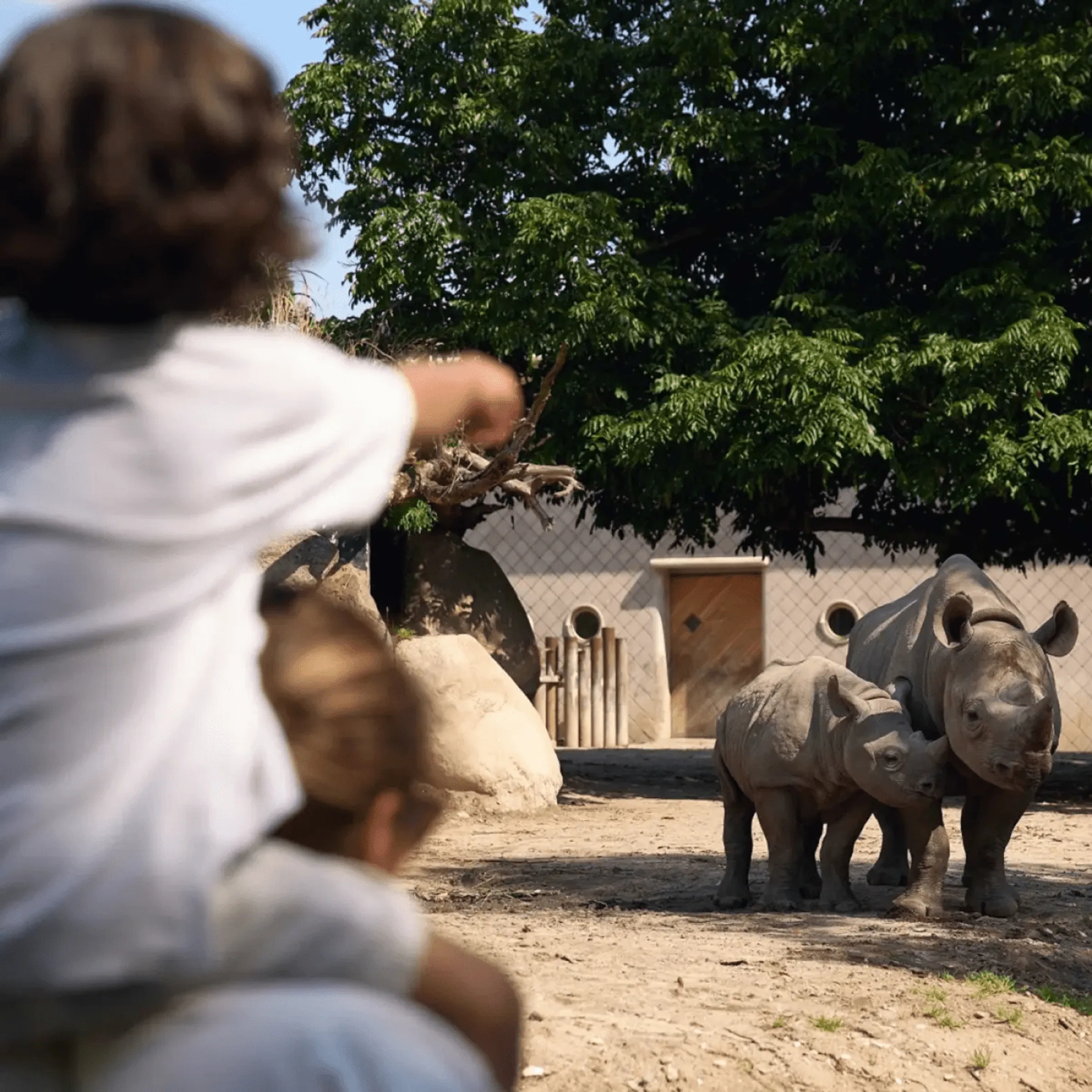 Child sits on the neck of his mother and looks at rhinos